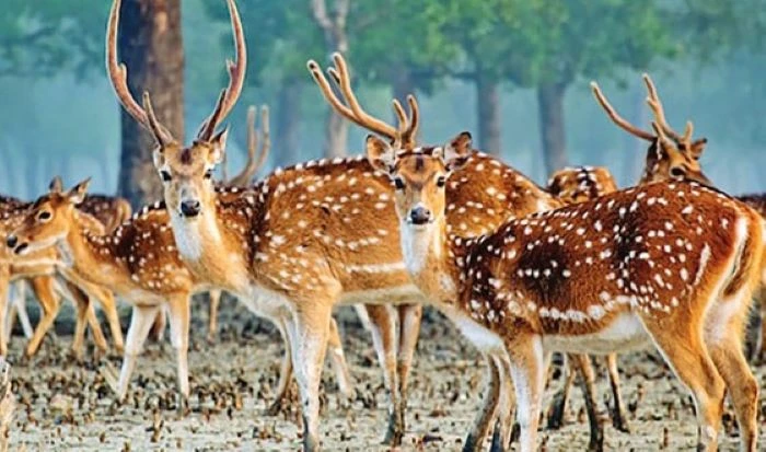 বিশ্ব ঐতিহ্য সুন্দরবনে ৭০ কেজি হরিণের মাংস উদ্ধার